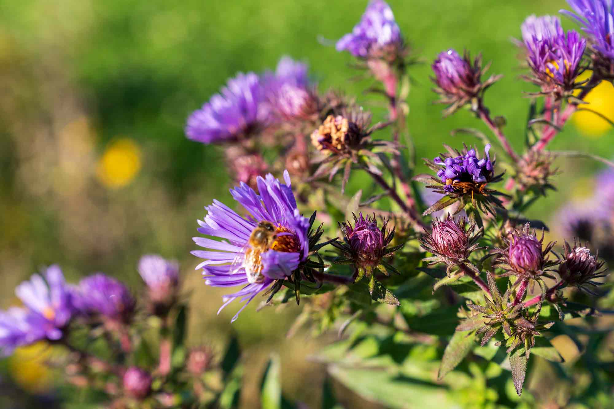 A honey bee on a wildflower on the SSC campus