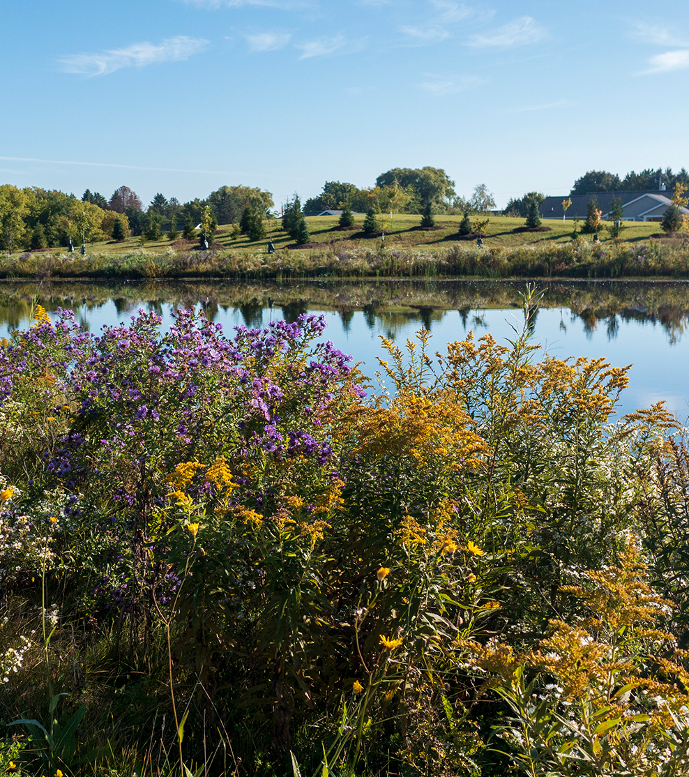 Wildflowers beside the campus pond